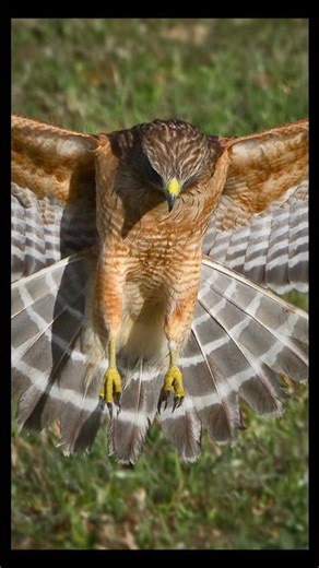 Red-tailed hawks are widespread raptors, famous for screams and red tails..#RedTailedHawk 🦅