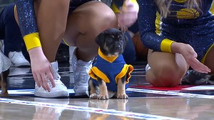 55K reactions · 9.8K shares | We hosted our first ever PetSmart Puppy Race at halftime, and it did not go as planned. It was even better. Thanks to IndyHumane for letting us show off these adorable pups that are all on hold waiting to get big enough to go to their forever homes.☺️ | Indiana Pacers | Facebook