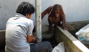 Orphan Orangutan