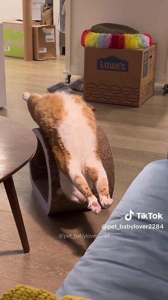 Mesmerizing Proof: Cats Are Liquid Phenomenon Explained