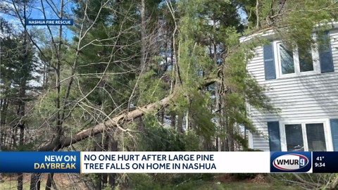 Large pine tree falls on Nashua home; no one hurt, authorities say