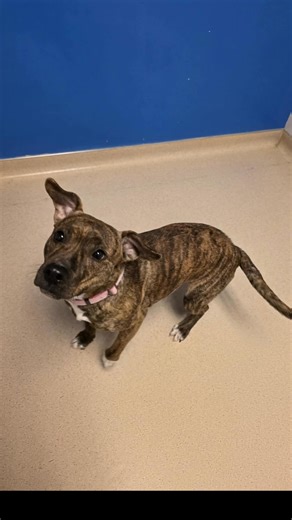 Meet Bubbles This bubbly gal is 1 year old and weighs around 35 pounds. Bubbles is always brimming with excitement! Nothing gets this girl down. We do not have a complete profile of her playstyle with other dogs, but Bubbles has enjoyed playing with a female of similar size. Bubbles is a high-energy, brindle beauty that would thrive in an active household. She is treat-motivated, but her favorite activity is cuddling with someone. So far, toys have not interested this young lady. If you're looki