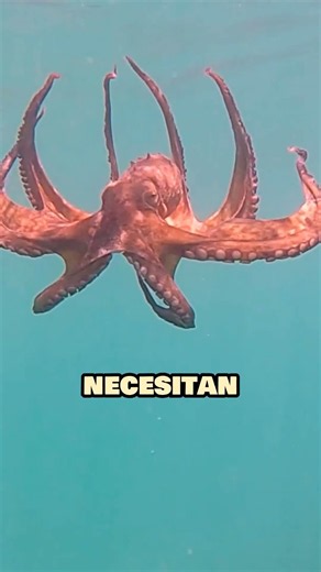Octopuses Have Three Hearts and Blue Blood