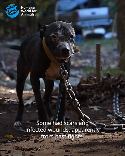 HEARTBREAKING AND INFURIATING😡: Many of these dogs were allegedly forced to fight. Some have infected puncture wounds on their face and bodies, likely from past fights, and a lot of them are so skinny that their hips and ribs are protruding. The hard truth is dogfighting still happens in the United States, driven by humans who allow these dogs to suffer for their entertainment and profit. It’s going to take humans LIKE YOU, who care, to create change. We know times are hard, but these dogs need