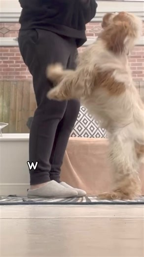 Georgie the 8 month old Cocker Spaniel is coming to the end of his 2 week residential training stay! In 2 weeks, he’s learnt all of the essential obedience cues and can respond well to his ‘off lead’ cues and lead walking. His family will be able to take over so he can grow with his training, making adolescence much easier to navigate! | Adolescent Dogs - Award Winning Dog Training