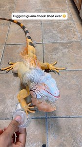 1.3M views · 2.8K reactions | Giant iguana cheek shed!  #lizard #exoticpets #reptile #iguana #pet ##pets #animals #petlovers #petstagram #petlovers #foryou #petsofinstagram #RocketThelguana #asmr #satisfying #satisfyingvideo #reptilesofinstagram #cuteanimals | Rocket The Iggy | Facebook