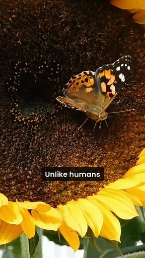 Butterfly Vision Unveiled: Seeing the World in Color!