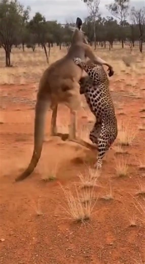 WHEN THE LEOPARD CHOOSES THE WRONG RIVAL 💀