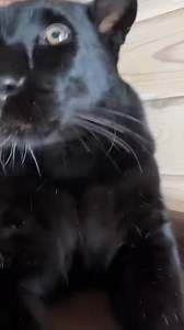 1.8K views · 67 reactions | Purring panther  #Panthers #leopard #animals | Luna The Pantera | Facebook