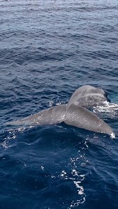 2.8K views · 5.5K reactions | Have you seen the BIGGEST animal on...