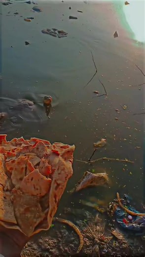Adorable Turtles Enjoying a Sunny Day