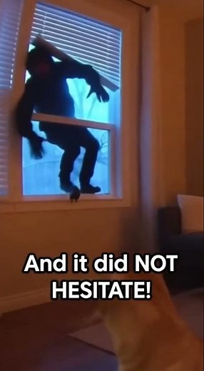 House Cat Takes Down Burglar at 3AM