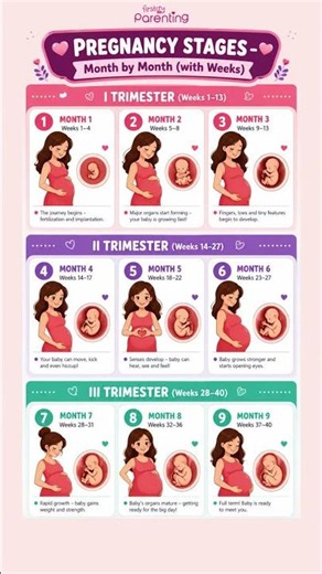 Pregnancy Stages Month by Month | Baby Development Week by Week (Weeks 1–40) | Pregnancy Timeline