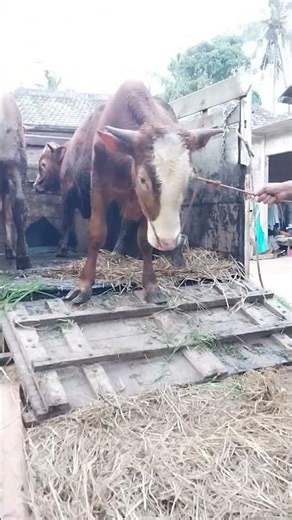 Angry cow | sapi ngamuk | big cow #cow #sapingamuk #shorts #animals