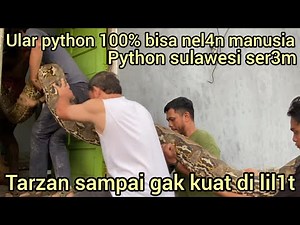 LIL1TAN KUAT ULAR PYTHON RAKSASA ASLI DI SULAWESI TARZAN AMERICA SAMPAI KEWALAH4N