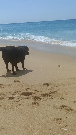 For Pets Sake! Pet Minder on Reels