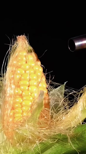 Blowtorch on Fresh Corn: A Satisfying ASMR Experience