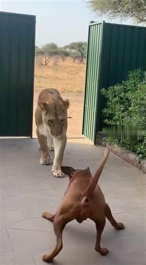 Rhodesian Ridgeback Blocks Lioness to Save Baby 😳 | Back Gate Cam #Shorts