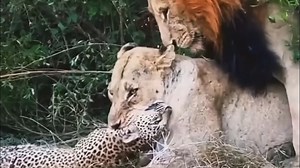 狮子几乎不会放过任何一个杀死花豹的机会