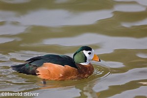 Pygmy goose - Alchetron, The Free Social Encyclopedia