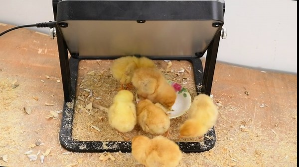 Duck and Chicken Brooding Heater Plate - 12 Volt Brooder Plate for Brooding 20 Newly Hatched Ducklings & Chicks, Height Adjustable Incubator Plate, Egg Hatching Heat Lamp, Poultry Coop Warming Plate