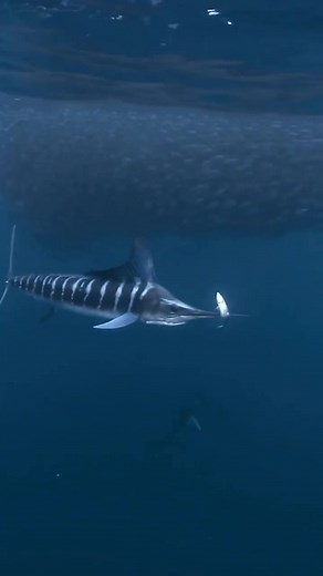 Stripped marlin hunts fish using its sharp bill. #wildlife #zoology #ocean