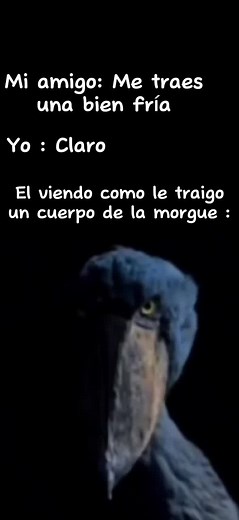 Videos de Zingaro (@zingaro.2) con “sonido original - Zingaro”