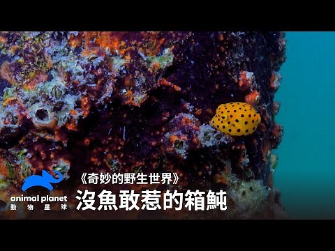 小小一隻，威力無敵！毒素驚人的箱魨｜奇妙的野生世界｜動物星球頻道