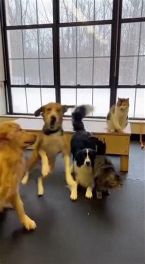 gymnastics animals part 1