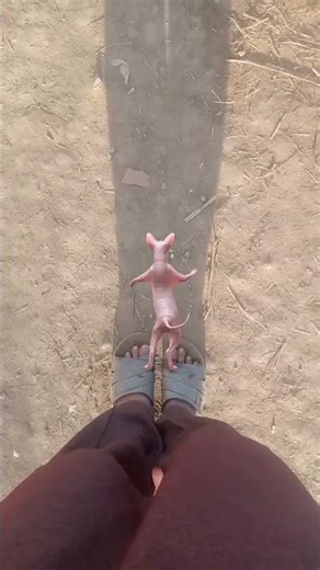 dancing sphynx cat #viral #youtubeshorts #sphynxcats #shorts #shortvideo#funny #cat #videos#