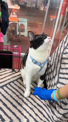 蝦餃比手手～比極都係同一隻🤣 #香港貓 #cats #catlover #貓星人#neko #ねこ #고양이 #hongkong #fujifilm #fujifilmxe3 #xf35mm #貓寫真 #貓貓日常 #港短 #唐貓 #唐貓也是寶 #可愛#streetphotography #photography #貓咪 #貓咪日常#funnycat#浪浪都可以好靚#貓店長#街貓#街貓寫真 #街貓攝影 #fujifilmhongkong #hkcat | Ms Cat And Friends