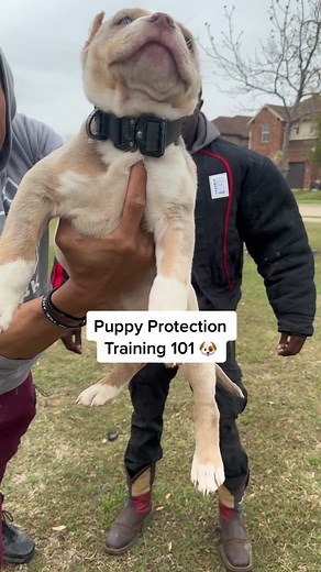 Puppy Protection Training Techniques