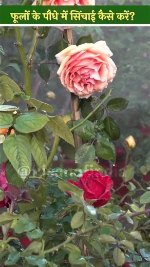 फूलों के पौधों की सिंचाई करने का क्या है सही तरीका? । Kisan of India । Flower Farming ।