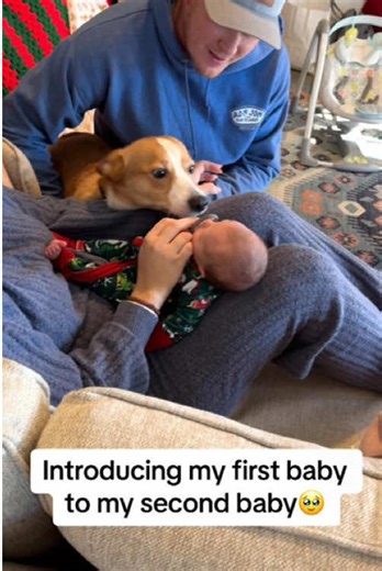 Heartwarming Moment: Dog Meets Baby for the First Time