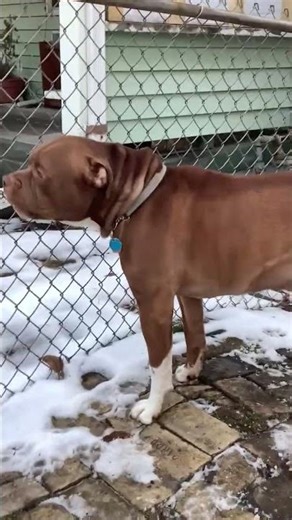 Two awesome dogs having a conversation #americanbully