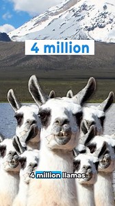 5.4K views · 63 reactions | #DYK that llama first appeared in South America about 45 million years ago, becoming an integral part of many cultures and societies? 蓮 Among South American camelids, only llamas and alpacas have been domesticated. #YearOfCamelids | Food and Agriculture Organization of the United Nations (FAO) | Facebook