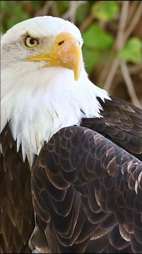 "A Close-Up Look at Central Park Zoo's Amazing Creatures"