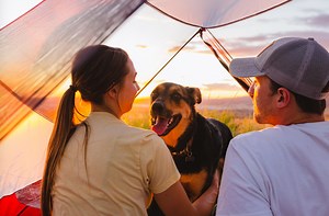 How to Find the Best Dog Food For Your Pup