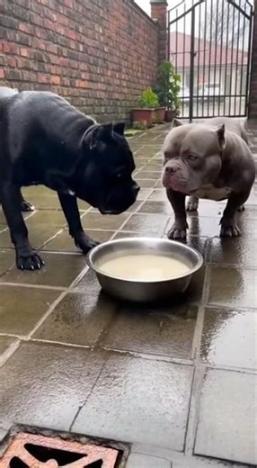 Cane Corso vs American Bully Who’s Really More Confident Real Footage 🐾
