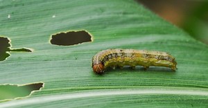 Discover the Fall Armyworm Ready To Invade Texas
