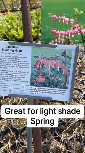 A few more of some of my favourite native and non native perennials for the zone 6b garden. These ar #fypシ゚viralシfypシ゚viralシalシ #foryoupagereels #videoviralシ | Gardeninggrant