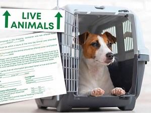 Live Animal Sticker, Printable Stickers PDF, Dog Crate Travel Stickers, Pet Carrier Tag Airline Sticker - Etsy