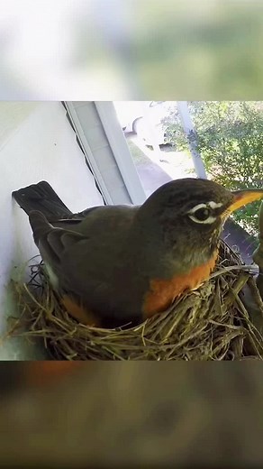 Robin Eggs vs Starling Eggs: A Bird's Nest Comparison