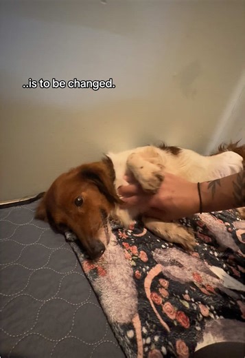 The Adorable Smirk of a Rescue Dachshund