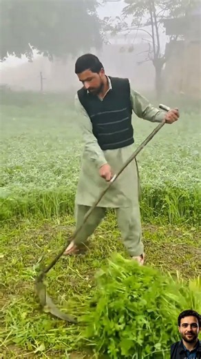 قطع النباتات بمهارة يدوية مذهلة 🌿💪#مهارة_باكستانية #قطع_النباتات #بدون_آلات #عالم_التطور_والذكاء