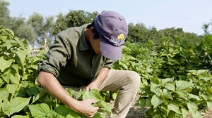 574K views · 1.9K reactions | Adopted as a baby from Korea and raised in New York, Kristyn Leach grew up on pizza and bagels. But as a young adult, she became fascinated with her birth country’s cuisine. Now, she's digging back into her roots. | Great Big Story | Facebook