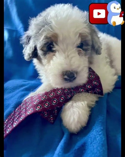 Bernedoodle Puppies Available – 7 Beautiful Puppies Looking for Loving Families! 🐾