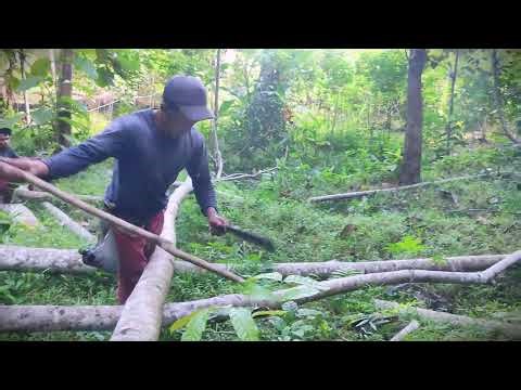 Lumberjack Skills: Measuring Logs for Precise Cuts #RuralAgriculture #TraditionalFarming