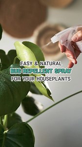 5.1K views · 83 reactions | Plants love it, bugs hate it!  Whip up your own bug repellent mix with our quick video guide. #NaturalSolutions #pestfree #DIYrepellent #houseplants #indoorplants #plants #bugrepellent #plantlove #natural #diy | Succulents Box | Facebook