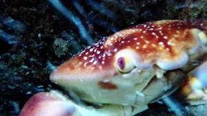 Crab attacks GoPro, drags it into lair and films himself